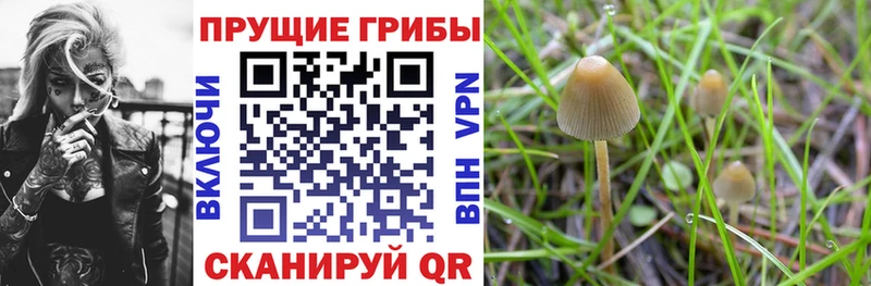 Псилоцибиновые грибы Psilocybine cubensis  купить наркотики цена  kraken сайт  Трубчевск 